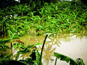 A Flooded Banana Plantation Downstream from the Canot Catchment Basin in Léogâne