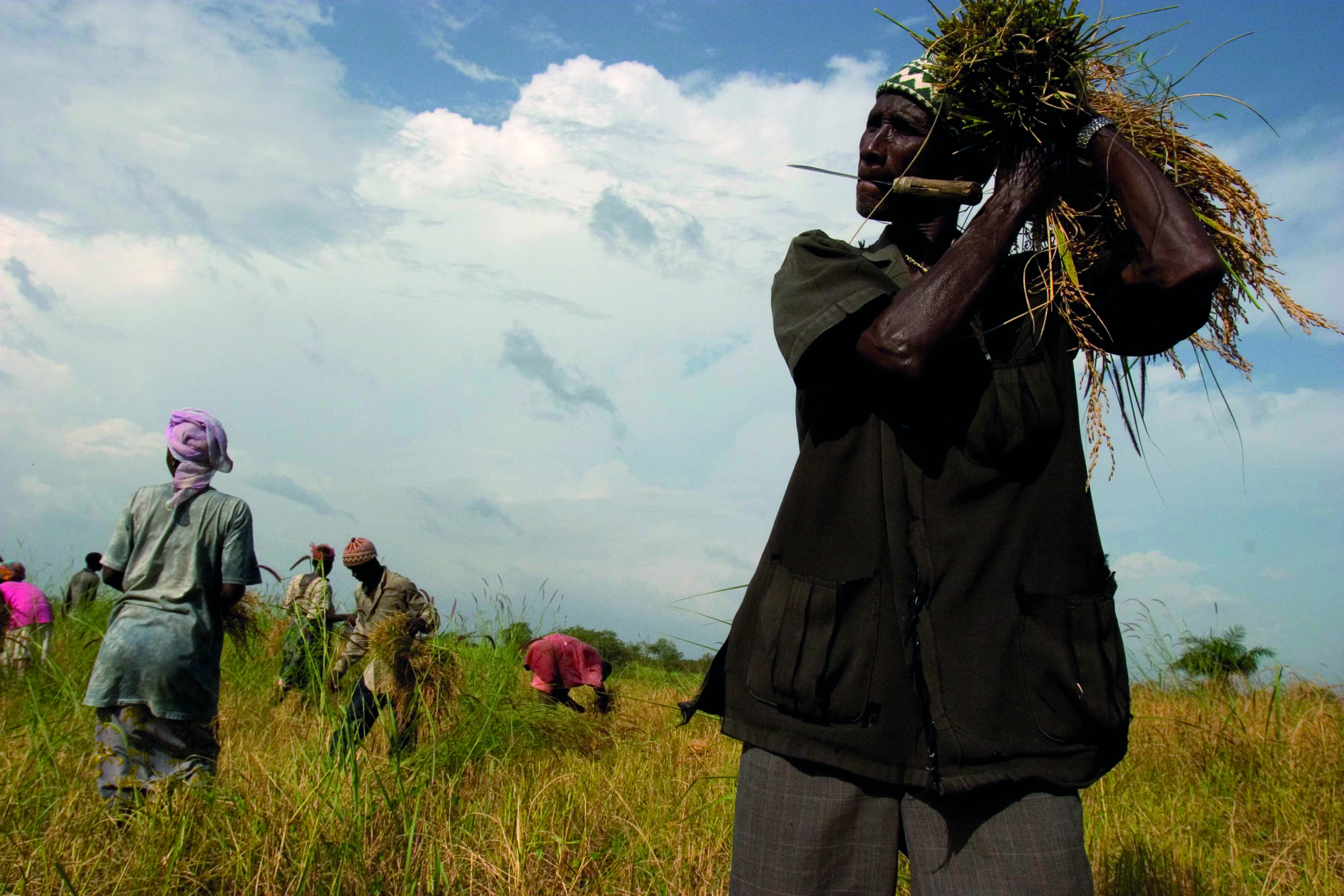 Sierra Leone: A Man From the Bombali District Famers Cooperative  Association Wrapping up a Bundle of Rice in the Field Outside of  Gbanka Potho, Bombali District